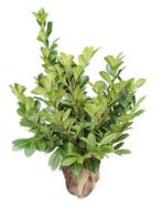 Laurierkers (Prunus laur. 'Rotundifolia') - Kluit, Ophalen of Verzenden, Laurier, Haag, Minder dan 100 cm