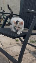 • Kittens • LAATSTE kans !!!, Meerdere dieren