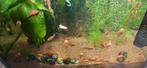Jonge Ancistrus algeneters ., Vis