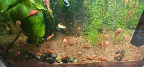 Jonge Ancistrus algeneters ., Dieren en Toebehoren, Vissen | Aquariumvissen, Vis