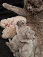 Raszuivere Britse Korthaar Kittens🐾, Dieren en Toebehoren, Katten en Kittens | Raskatten | Korthaar, Meerdere dieren, Ontwormd