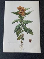 10 prenten planten/ bloemen  16,5x24  samen 18  oa lisse, Ophalen of Verzenden, Natuur en Biologie