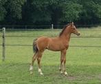 Hengstveulen v. Winton x Elite merrie, Dieren en Toebehoren, Paarden, Hengst, Minder dan 160 cm, 0 tot 2 jaar