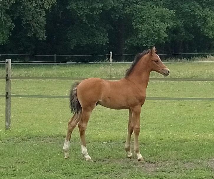 Hengstveulen v. Winton x Elite merrie D pony, Dieren en Toebehoren, Paarden, Hengst, Minder dan 160 cm, 0 tot 2 jaar