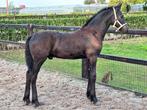 Mooi Fries hengstveulen te koop., Dieren en Toebehoren, Paarden, Minder dan 160 cm, Niet van toepassing, Dressuurpaard, 0 tot 2 jaar