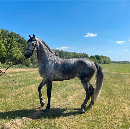 Andalusiër (PRE), Dieren en Toebehoren, Paarden, Ruin, 170 tot 175 cm, 7 tot 10 jaar, Dressuurpaard, Met stamboom