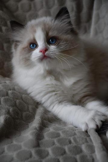 Zeer mooie ragdoll kittens met stamboom uit geteste ouders!! beschikbaar voor biedingen