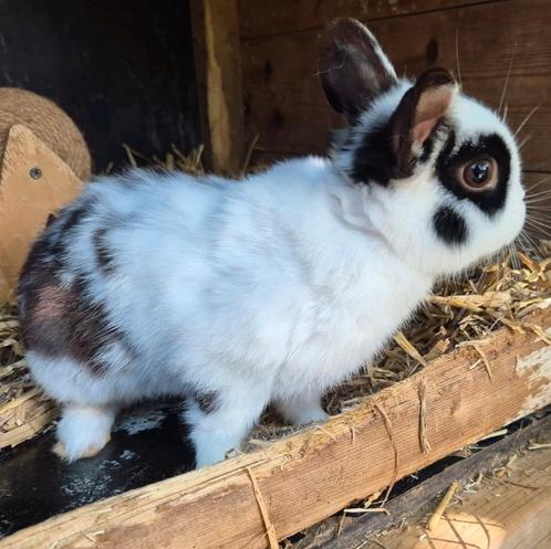 Lief gecastreerd Loffelöhr rammetje, Dieren en Toebehoren, Konijnen, Dwerg, Mannelijk