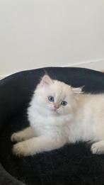 Lieve Britse Korthaar Kittens te koop–klaar om te verhuizen!, Dieren en Toebehoren, Katten en Kittens | Raskatten | Langhaar, Poes