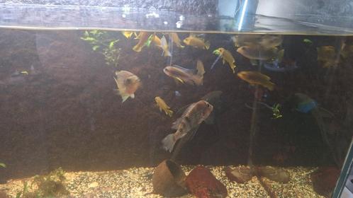 Te koop: 20-25 volwassen cichliden, Dieren en Toebehoren, Vissen | Aquariumvissen, Zoetwatervis, Vis, Schoolvis