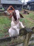Boergeit bok, Dieren en Toebehoren, Mannelijk, Geit, 0 tot 2 jaar