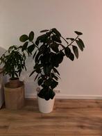 Ficus Elastica - Rubberplant, Huis en Inrichting, Kamerplanten, Ophalen, Ficus, 100 tot 150 cm, Halfschaduw