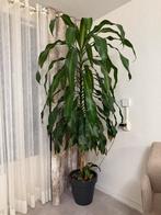 Plant 2 meter lang, Huis en Inrichting, Kamerplanten, Palm, In pot, 150 tot 200 cm, Halfschaduw
