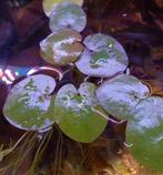 Aquarium drijfplant limnobium laevigatum amazone kikkerbeet, Dieren en Toebehoren, Plant(en), Steen of Hout, Ophalen of Verzenden