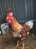 Haantjes, Dieren en Toebehoren, Pluimvee, Mannelijk, Kip