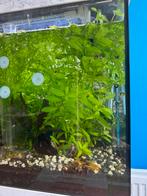 Aquarium plant, Dieren en Toebehoren