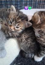 Siberische kittens hypoallergeen, Dieren en Toebehoren, Meerdere dieren, 0 tot 2 jaar