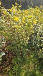 rode bessen struiken aalbessen, Tuin en Terras, Planten | Fruitbomen, Ophalen, Minder dan 100 cm, Volle zon