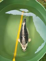 Japanse ghost koi prachtig van kleur 44cm, Dieren en Toebehoren, Vissen | Vijvervissen, Karper of Koi