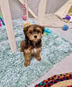 Prachtige boomer x toy poedel pups, Nederland, CDV (hondenziekte), 8 tot 15 weken, Eén hond