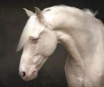 Betrouwbare leermeester Z2 D pony, Dieren en Toebehoren, Pony's, Gechipt, Z, Ruin, Dressuurpony