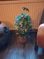 Schefflera  / plant in pot, Huis en Inrichting, Overige soorten, In pot, Minder dan 100 cm, Groene kamerplant