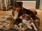 5 prachtige australian shepherd pup te koop., Dieren en Toebehoren, 8 tot 15 weken, CDV (hondenziekte), Meerdere, Meerdere dieren
