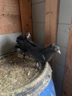 Kayseri kuşları uçuma hazır yavrular  sağlam kuşlar, Dieren en Toebehoren, Vogels | Duiven