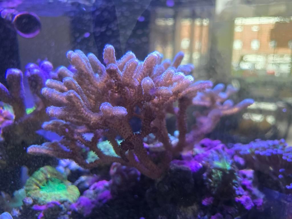Seriatopora Caliendrum (Green/Purple), Dieren en Toebehoren, Vissen | Aquariumvissen