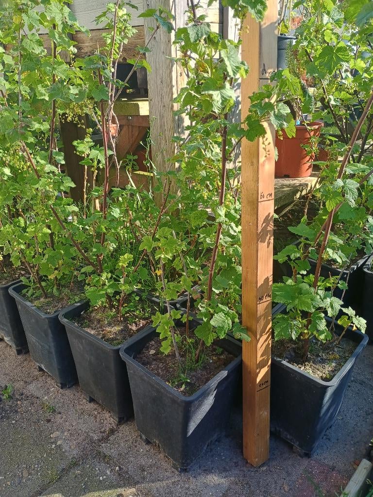 Bessenstruiken (witte, rode, zwarte of tri-color) aalbessen, Tuin en Terras, Ophalen, Volle zon, Vaste plant, Fruitplanten