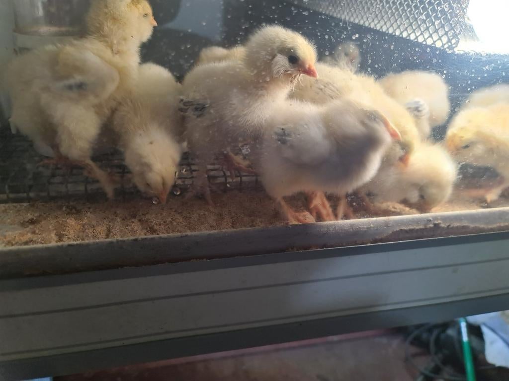 Franse Faverolles groot., Meerdere dieren, Kip