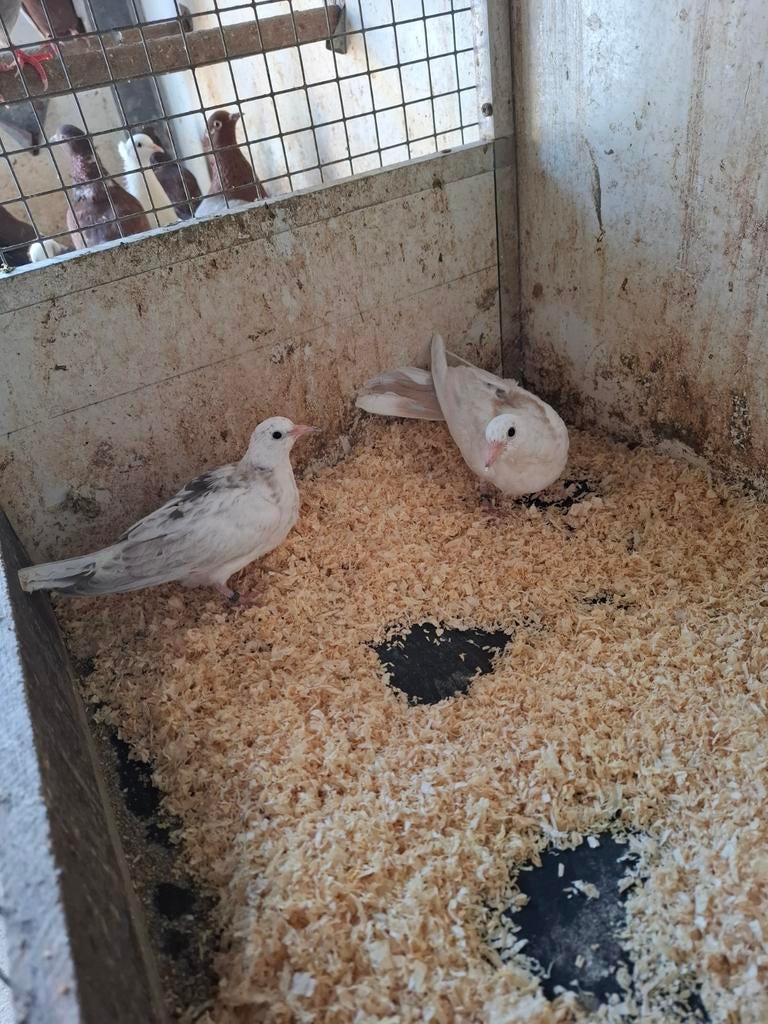 Tortelduiven in bont en pheo, Geslacht onbekend, Overige soorten