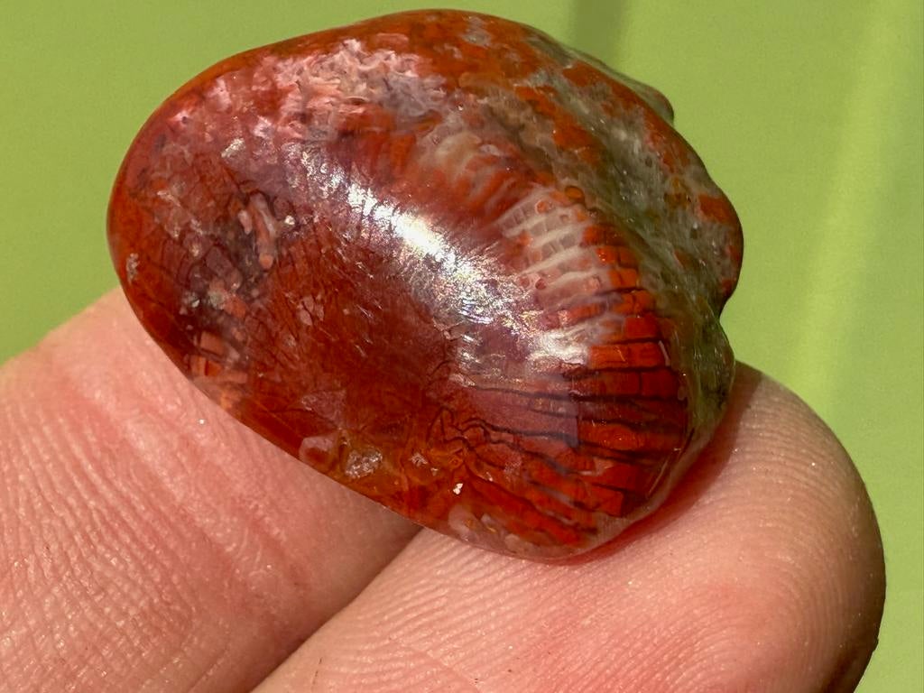 Rode hoorn Koraal  broekzaksteen mineraeln, Ophalen of Verzenden, Mineraal