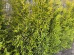 Coniferen thuja brabant circa 2.20 cm kwaliteit, Ophalen of Verzenden, Conifeer, 100 tot 250 cm