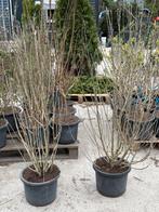 Hibicus super nette struiken hoog 125+ kleur verrasing, Vaste plant, Halfschaduw, Zomer, Ophalen