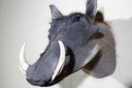 warthog taxidermy wrattenzwijn zwijn opgezette, Ophalen, Zo goed als nieuw, Hert, Gewei of Kop