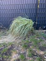 Siergras voor tuin of border, Ophalen, Volle zon, Vaste plant, Siergrassen
