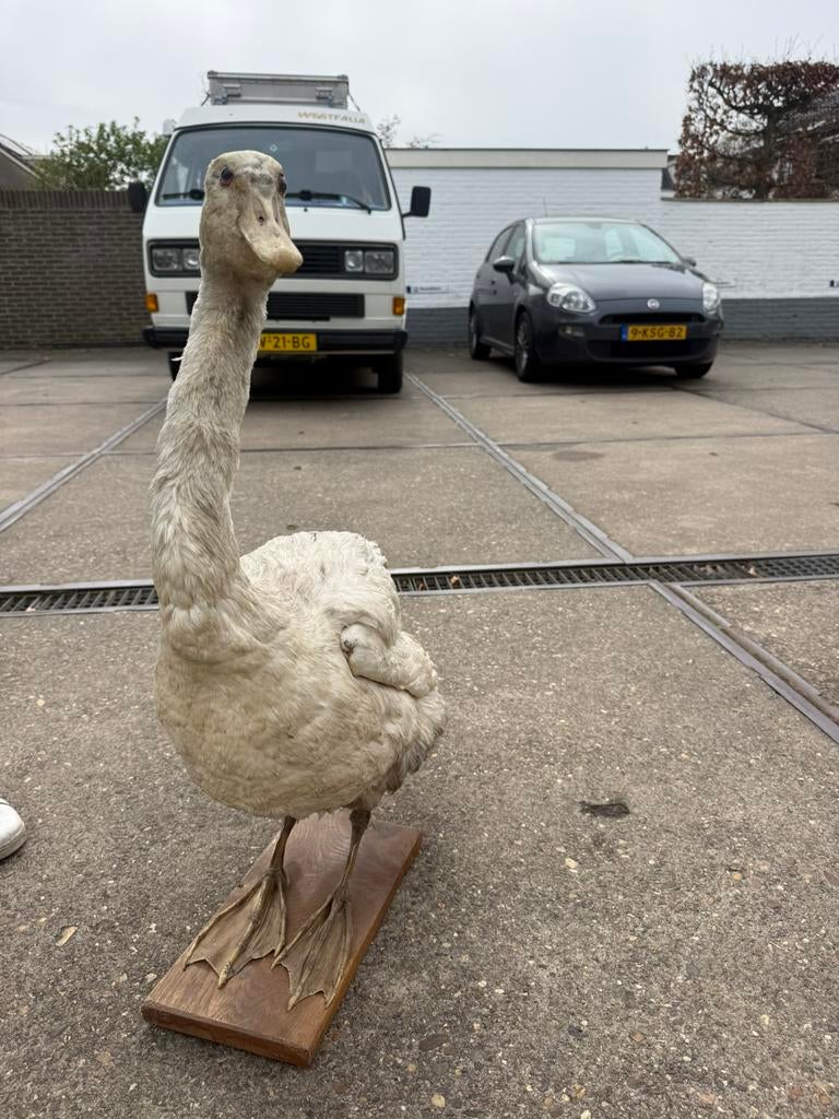 Opgezette wilde zwaan, Ophalen, Gebruikt, Vogel, Opgezet dier