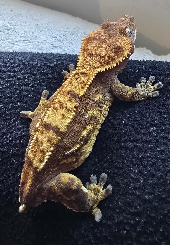 Wimpergekko, Dieren en Toebehoren, Reptielen en Amfibieën, Overige soorten, 0 tot 2 jaar