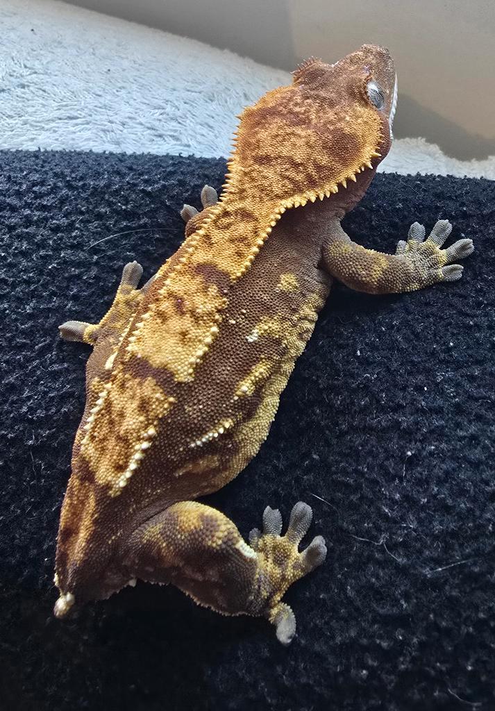 Wimpergekko Crested Gecko - female for sale from joyce Geradts