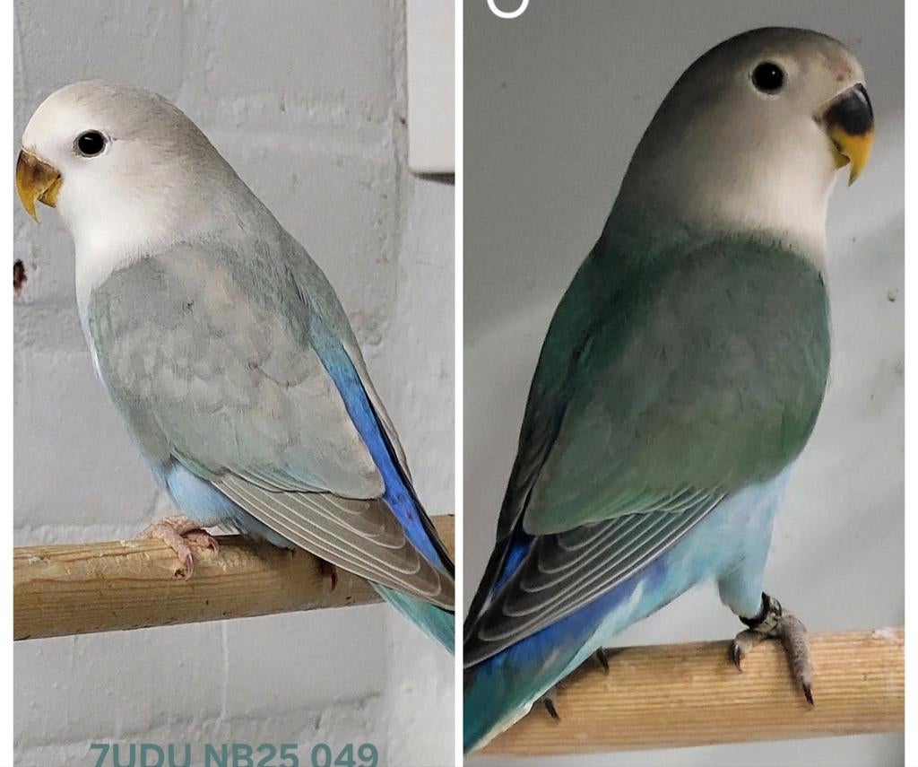 Koppel agapornis roseicollis aqua 2025 met dna, Meerdere dieren, Dwergpapegaai of Agapornis, Geringd