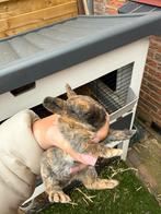 Baby konijntjes, Dieren en Toebehoren, Konijnen, Geslacht onbekend, Dwerg