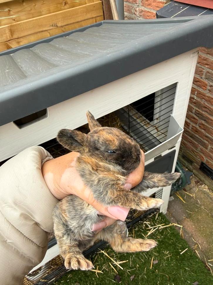 Baby konijntjes, Dieren en Toebehoren, Konijnen, Dwerg, Geslacht onbekend