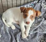 Jack Russel pup te koop direct beschikbaar   nog 1 pup, Jack Russell Terriër, 8 tot 15 weken, Meerdere, Meerdere dieren
