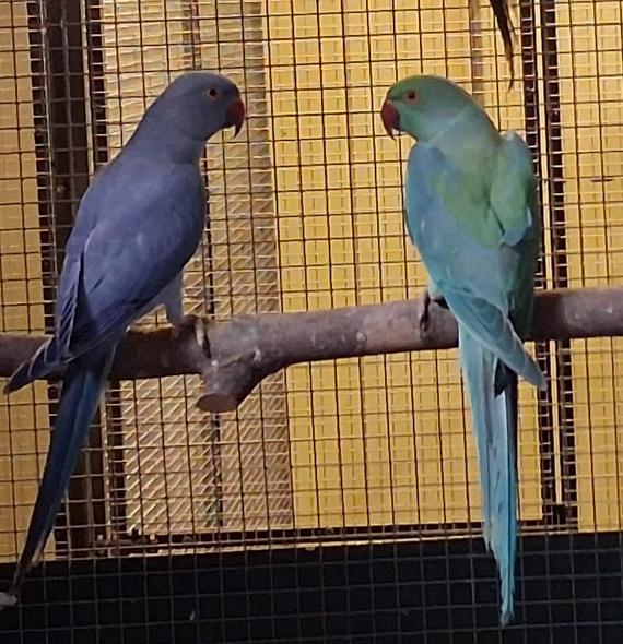 koppel halsbandparkieten 2025, Meerdere dieren, Geringd