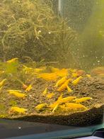 Gele garnalen, Dieren en Toebehoren, Kreeft, Krab of Garnaal, Zoetwatervis