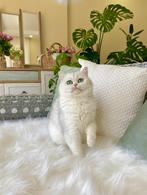 British Shorthair NS11 | Silver Shaded | Showkwaliteit, Dieren en Toebehoren, Poes, Met stamboom, 3 tot 5 jaar