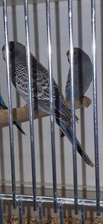 Jonge blackface parkieten Geringd, Meerdere dieren, Parkiet, Geringd