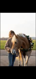 Super knappe en talent volle Haflinger merrie, Merrie, Minder dan 160 cm, Recreatiepaard