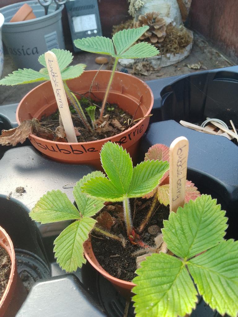 aardbei bubble berrie, Ophalen of Verzenden, Overige soorten, Halfschaduw